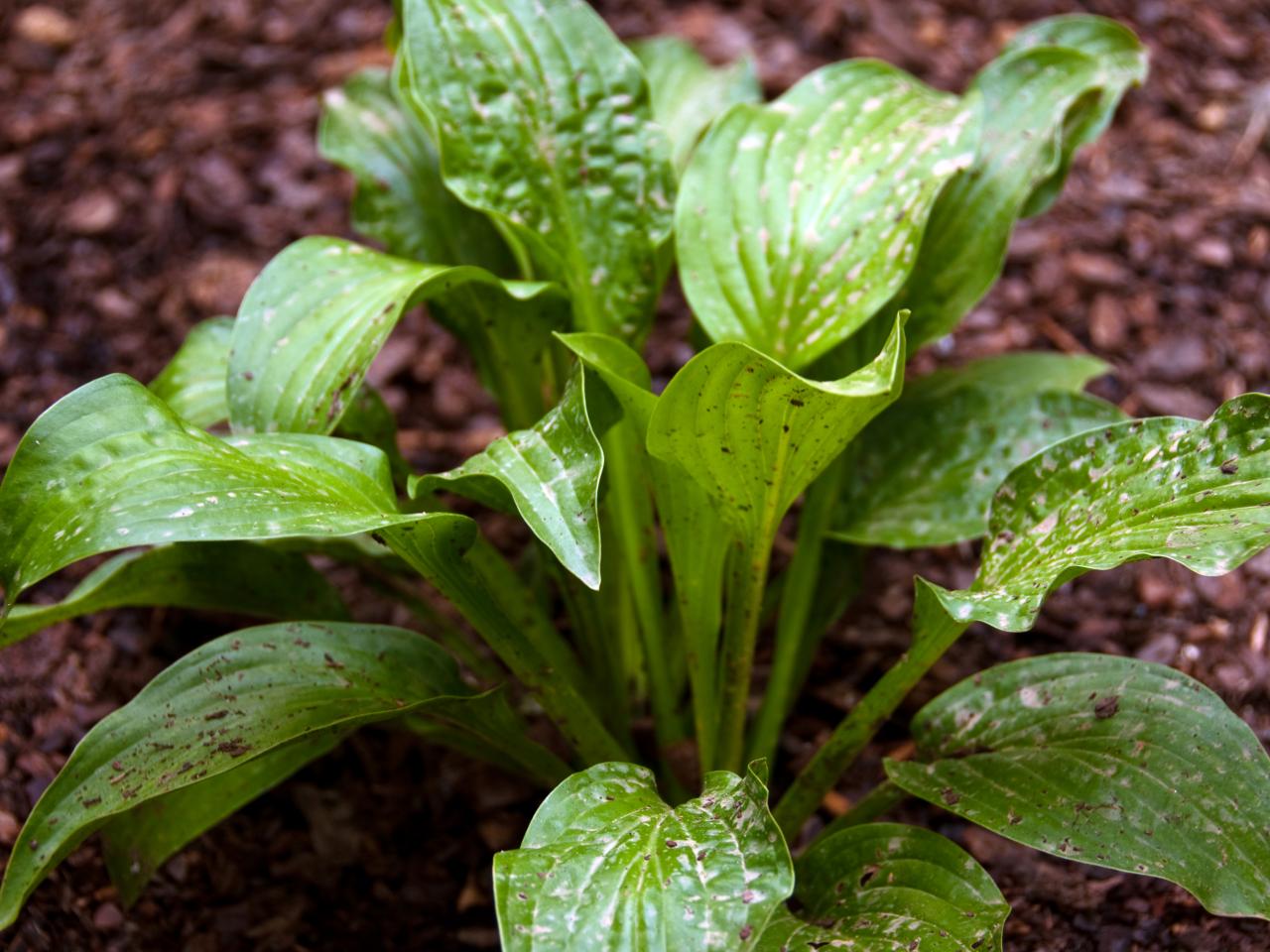 DIY Blog Cabin Landscaping Plants | DIY