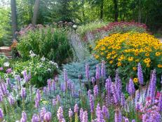 Wide view of a colorful floral garden on Rate My Space - purple, yellow, and red  colors highlight this landscape. 