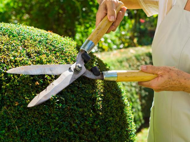 Closeup of person trimming bushes with gardening shears. 