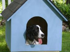 Black and white dog sits inside this light blue doghouse with black shingles on the grass with white fence in background.