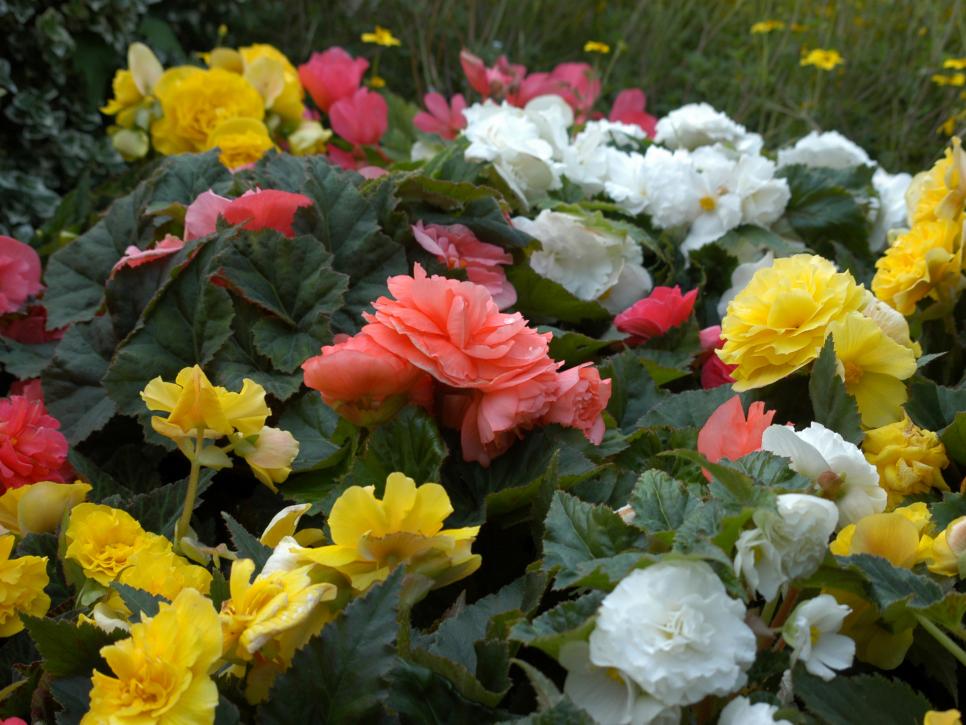 best annual flowers for direct sunlight