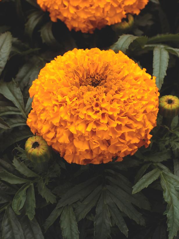 Plants That Bloom in Fall DIY