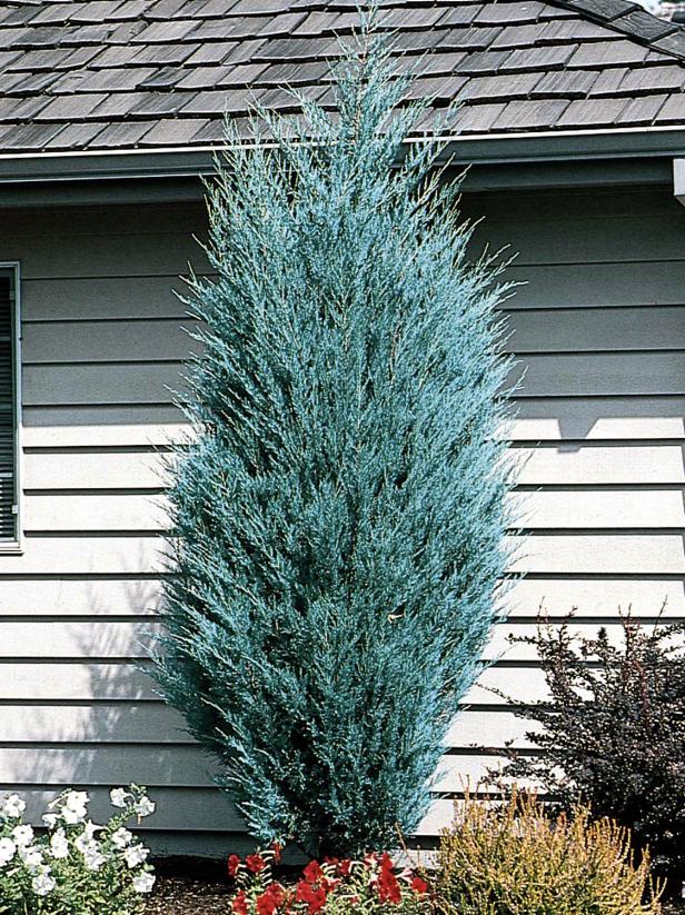 How To Choose Plant And Grow Junipers, Blue Star Juniper Tree Landscaping