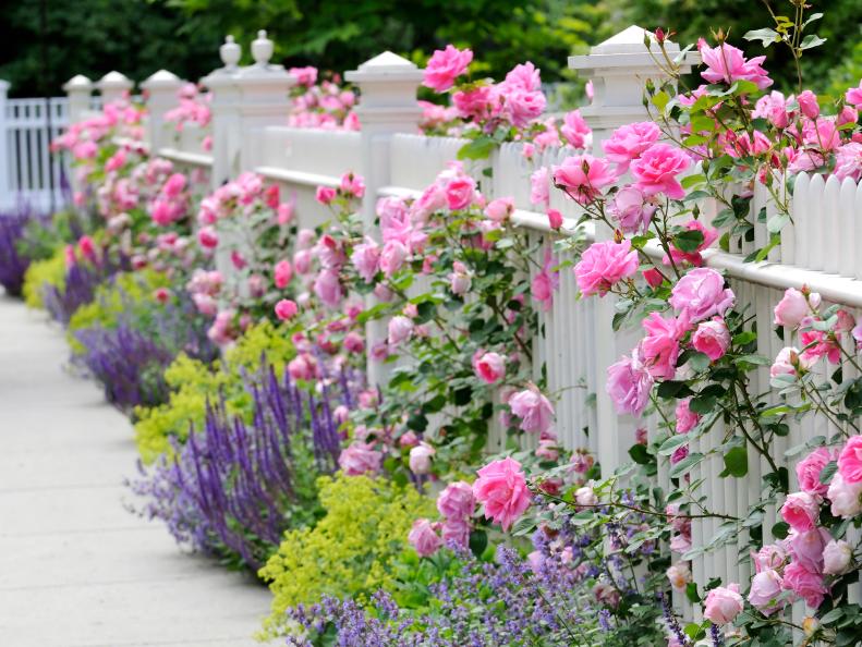 White Fence Covered in Pink, Purple and Yellow Flowers