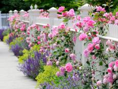 White fence, pink roses, sage catmint and ladys mantle bordering sidewalk on house entrance