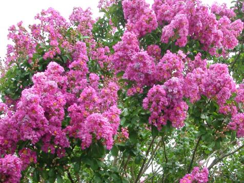 How to Select and Grow Crape Myrtle Trees
