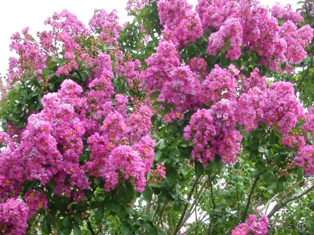 Expert Tips for Selecting and Growing Crape Myrtle Trees | HGTV