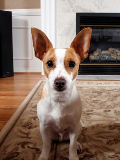 12 Tips For Pet Friendly Decorating Diy - Best Area Rugs For Pets And Babies 12 Tips For Pet Friendly Decorating Diy - Best Area Rugs For Pets And Babies