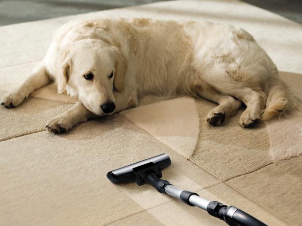 the dog lies on the beige carpet and looks at vacuum cleaner