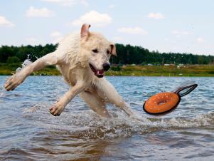 CI-Premier-Pogo-Splish-Splash_Dog-With-Water-Toy_s4x3