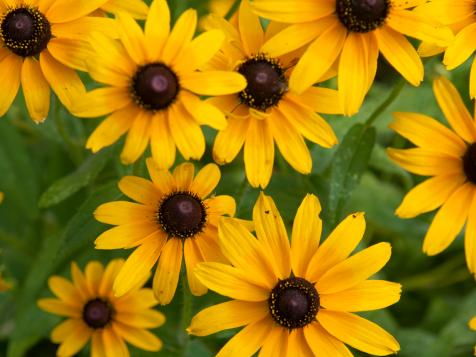 Black-Eyed Susan: How to Grow and Care for This Cheery Perennial
