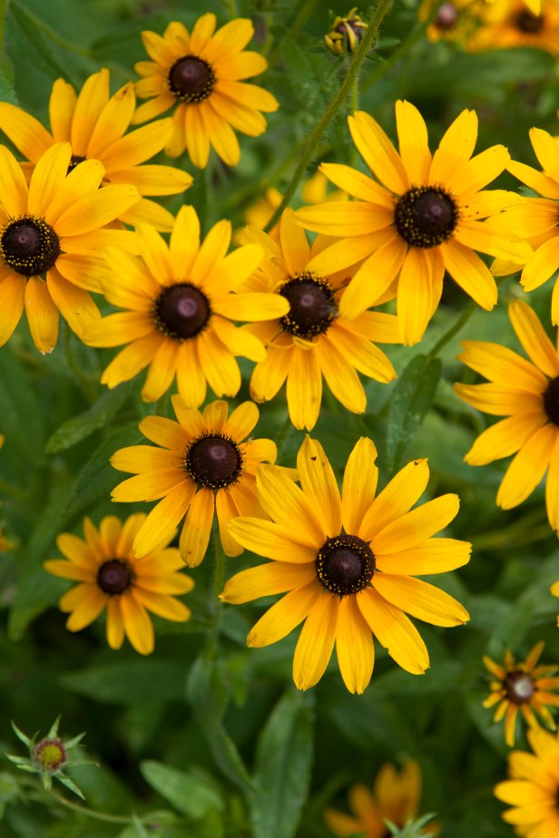 How to Grow and Care for Black-Eyed Susan | HGTV