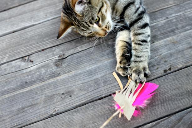 diy feather cat toy