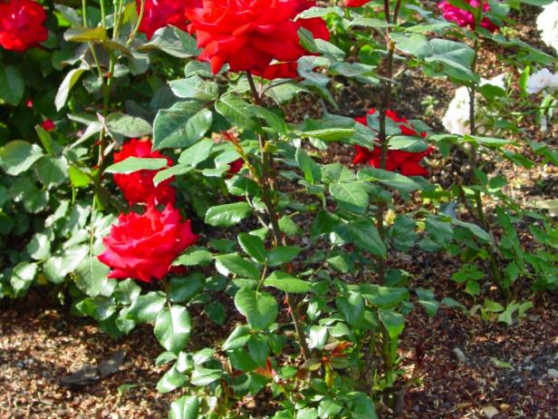 Mulch Your Way to Better Landscape Design | DIY