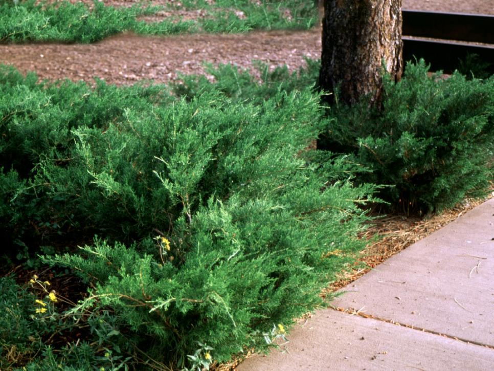 Popular Landscaping Groundcovers and Shrubs | DIY