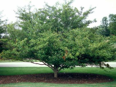 The Best Low Maintenance Plants For, 3 Brothers Tree Service Landscape