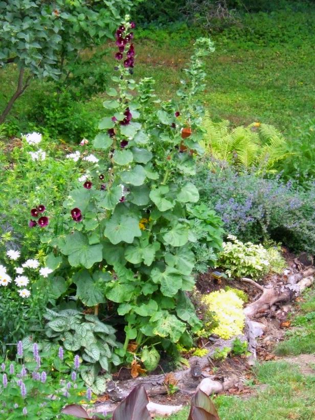 Alcea rosea 'Fiesta Time' (Hollyhock)