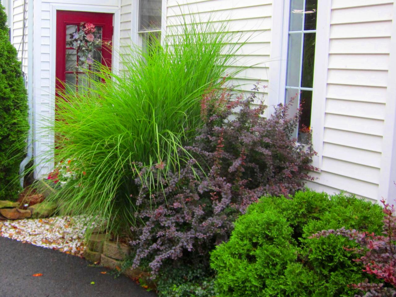 Featured image of post Tall Plants For Front Of House - Rubber plants aren&#039;t huge fans of dry air, so frequent light mistings can help.