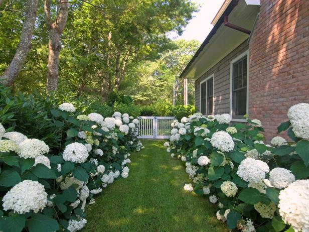 Hydrangea Garden | DIY