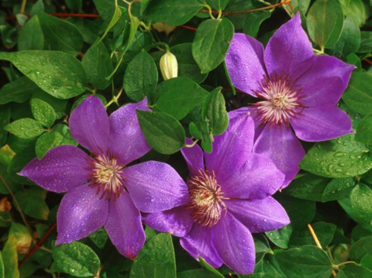 5 Petal Purple Flower Vine | Best Flower Site