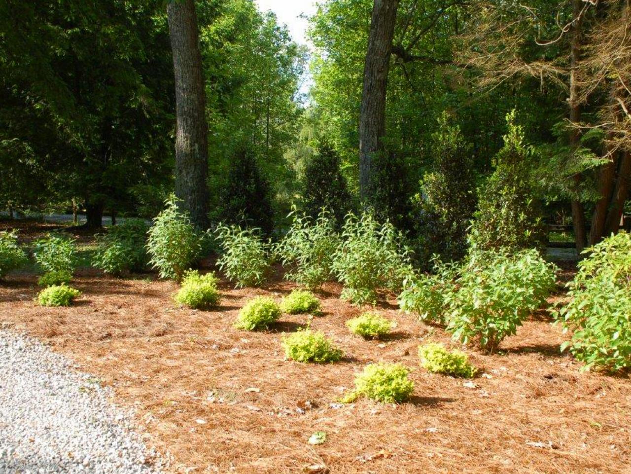 How To Landscape A Shady Yard DIY