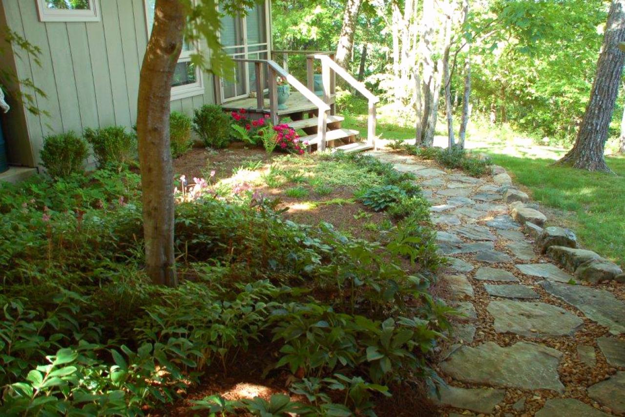 Backyard ground cover