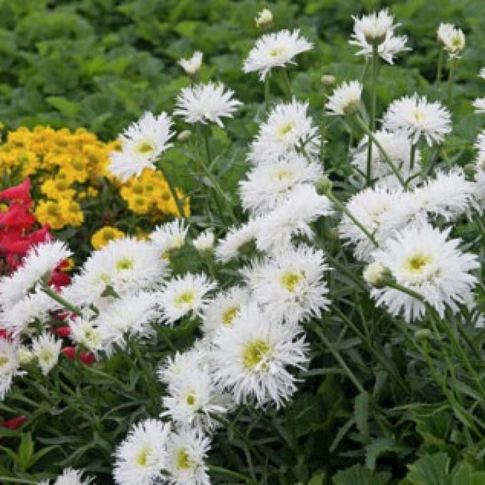 Garden Daisy Varieties DIY