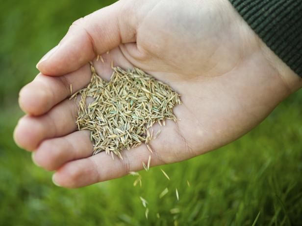 Hand planting grass seeds