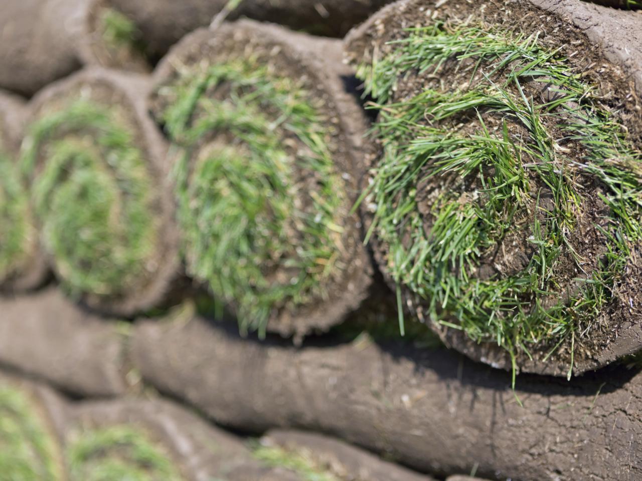 How to Install Sod | how-tos | DIY