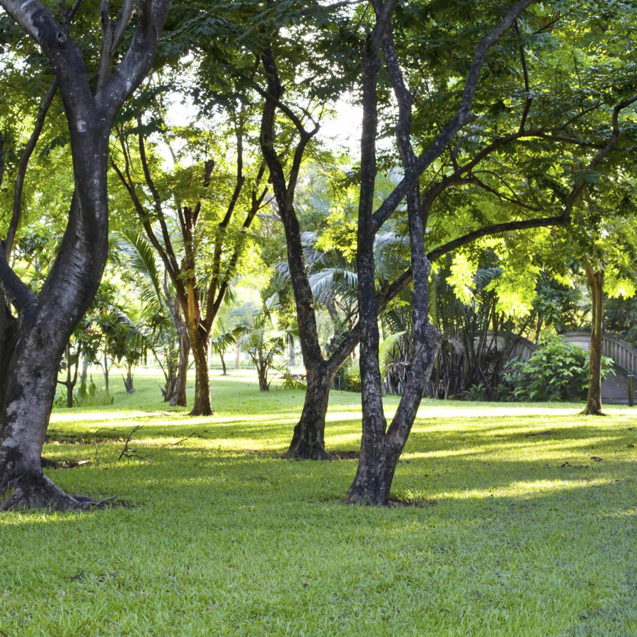 Tips for Growing Grass in the Shade HGTV