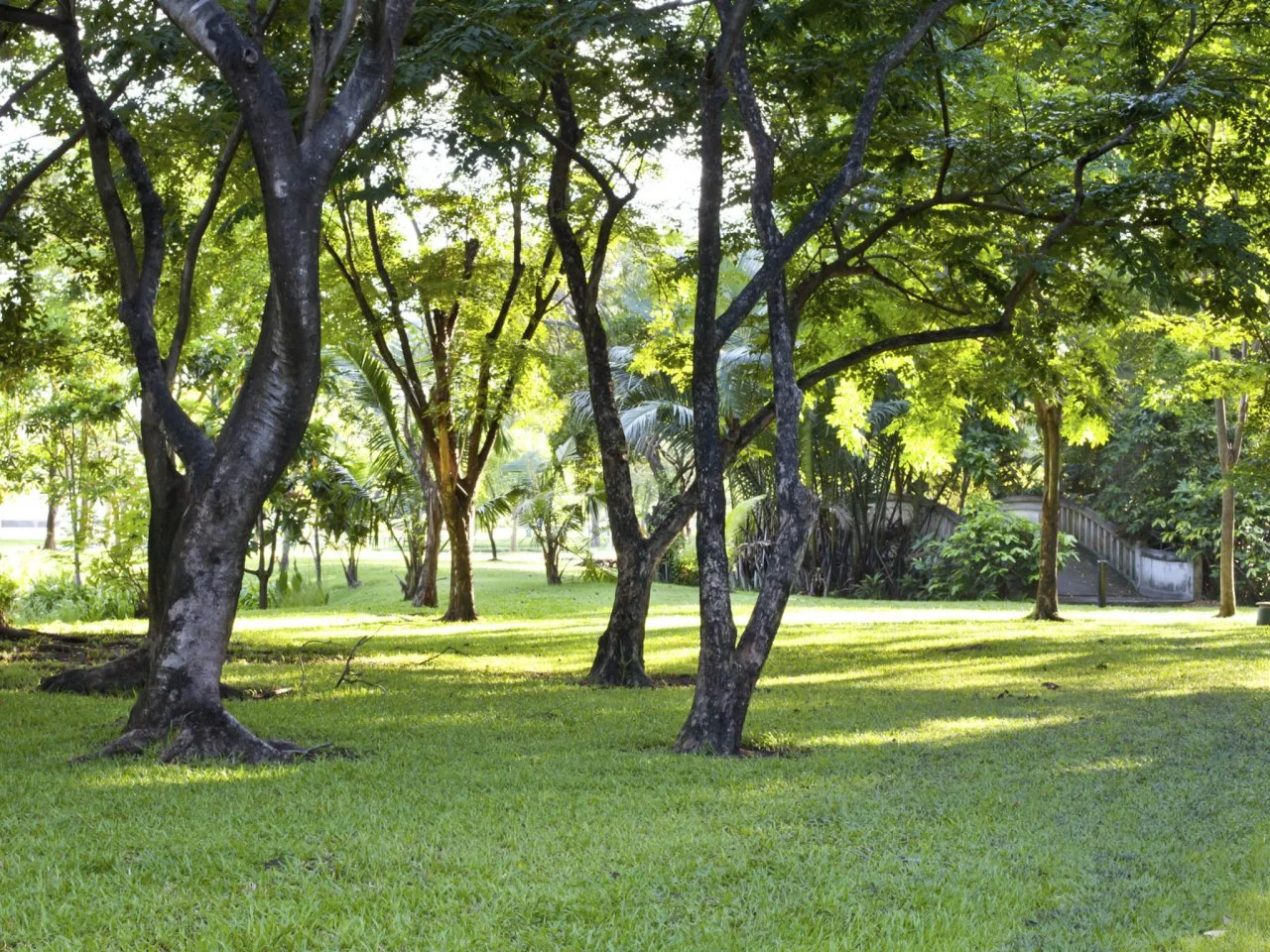 Grass in shade discount