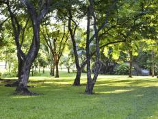 Lawn under Shade of Trees