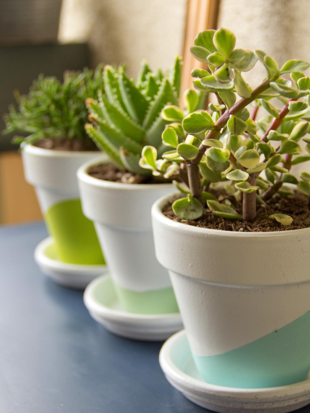 Growing Succulents Indoors DIY