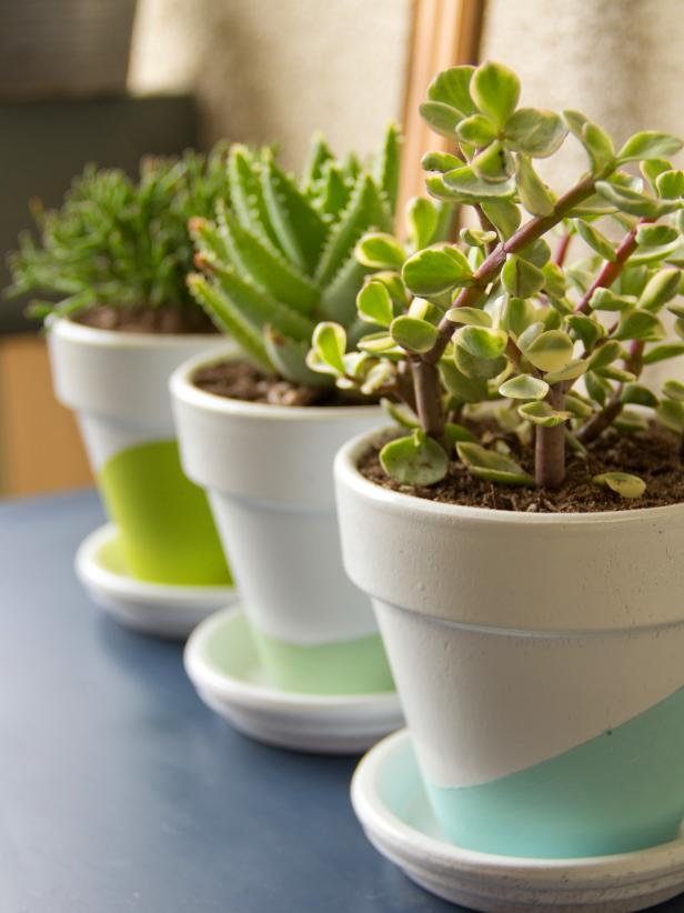 Growing Succulents Indoors DIY