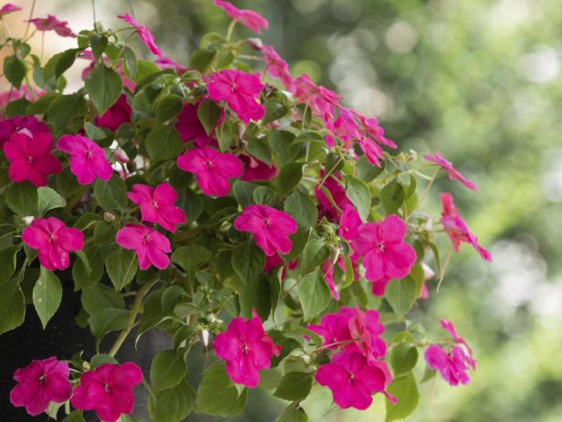 Brighten shady nooks with America’s top bedding plant