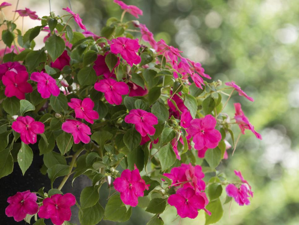 The Easiest Annuals To Plant For Color All Summer Long Diy