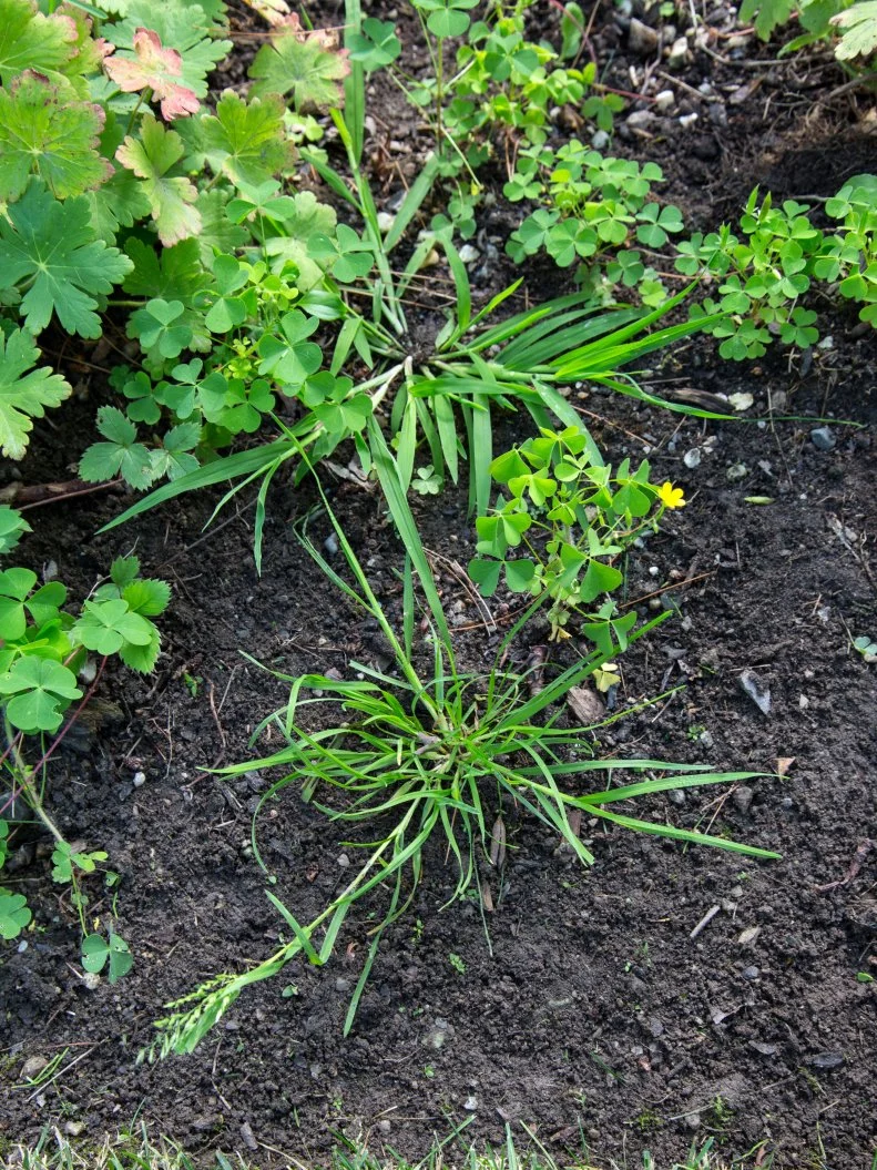 Annual bluegrass (Poa annua), crabgrass (Digitaria sanguinalis), yellow woodsorrel (Oxalis stricta), wild strawberry (Fragaria virginiana). Common perennial garden weeds.