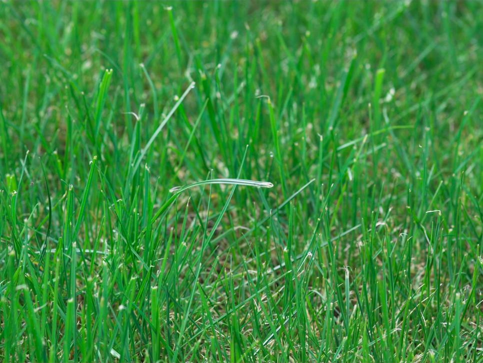 Tips On Warm Season And Cool Season Grasses DIY Tips On Warm Season And Cool Season Grasses DIY