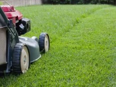 When To Stop Mowing HGTV