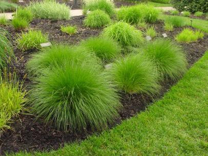 lawn plants landscaping