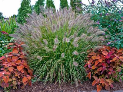 Types Of Ornamental Grasses Diy, Landscaping With Ornamental Grasses Plans
