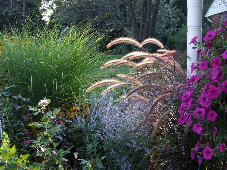 Types Of Ornamental Grasses Diy