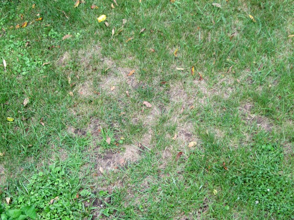 Lawn Disease Identification Chart Australia