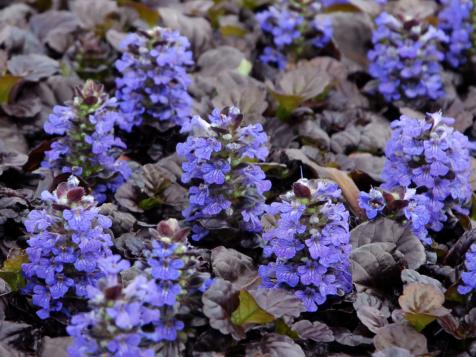 All About Bugleweed