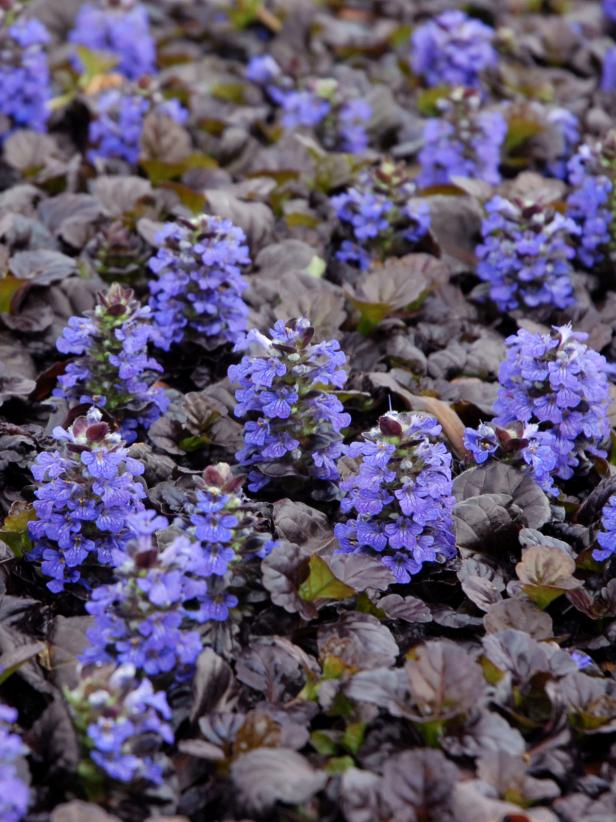 Bugleweed A Perennial Groundcover That, Summer Blooming Ground Cover