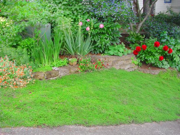 Replace Your Lawn With These, Ground Cover For Wet Areas
