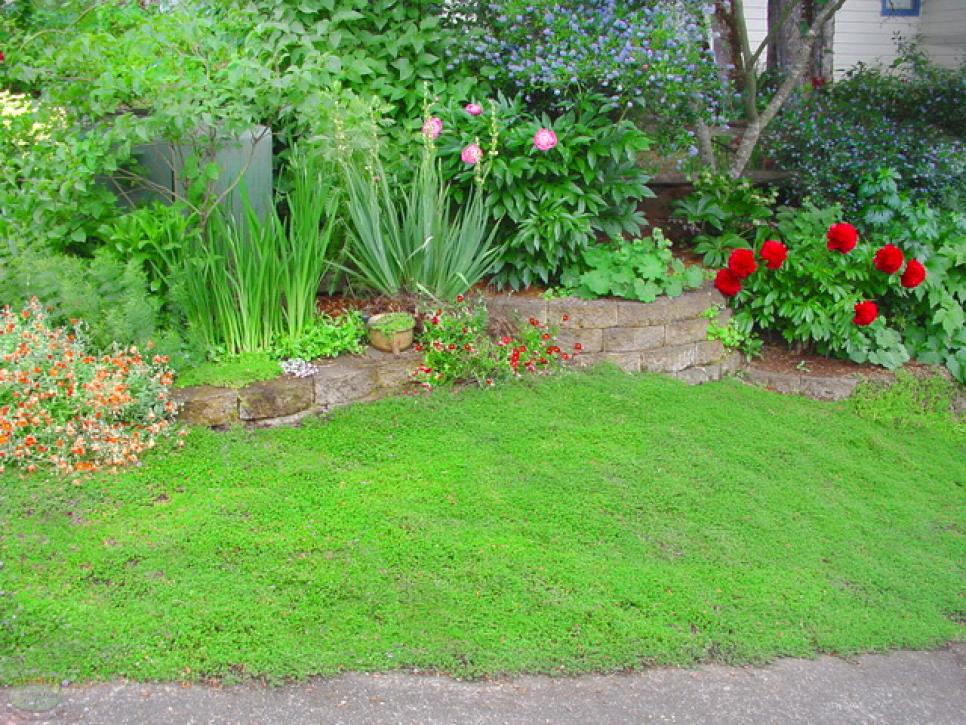 short silver carpet ground cover