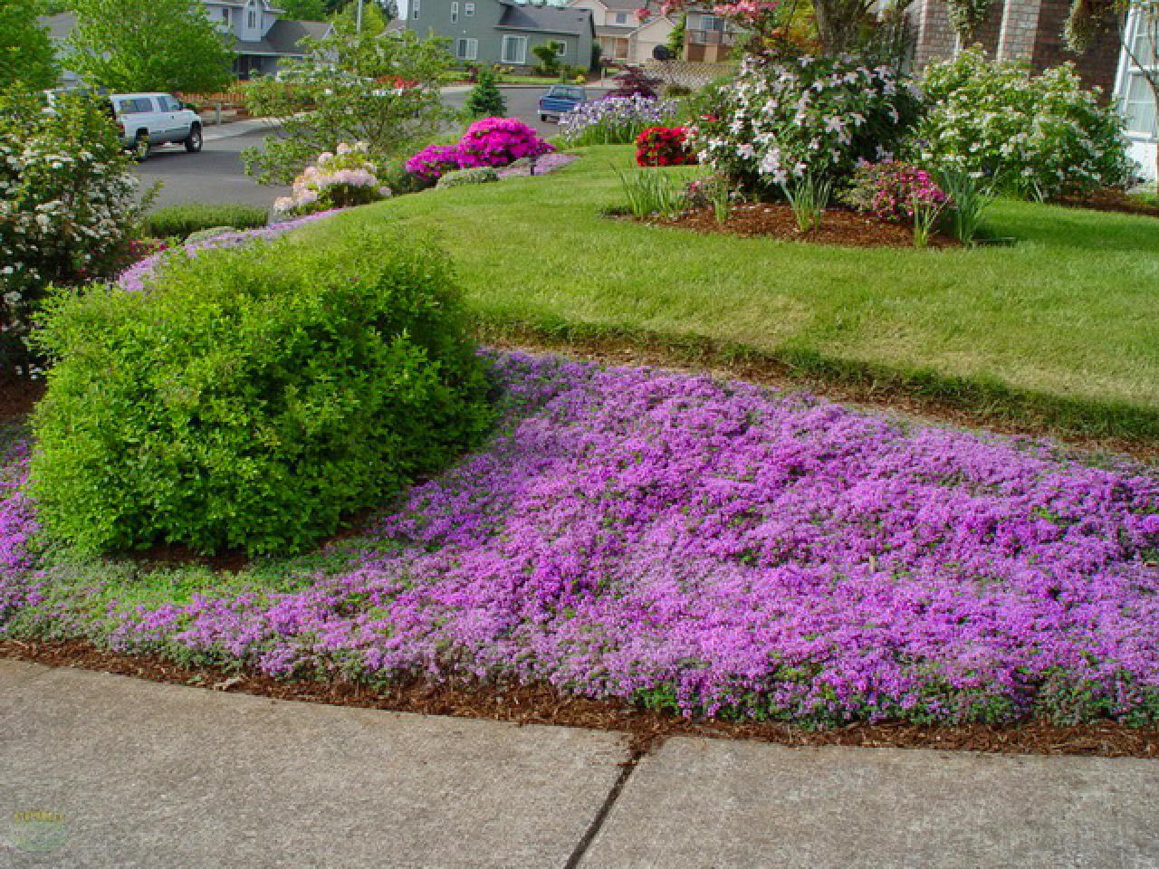 How to Choose Groundcovers and Plants to Use As Lawn Alternatives | DIY ...