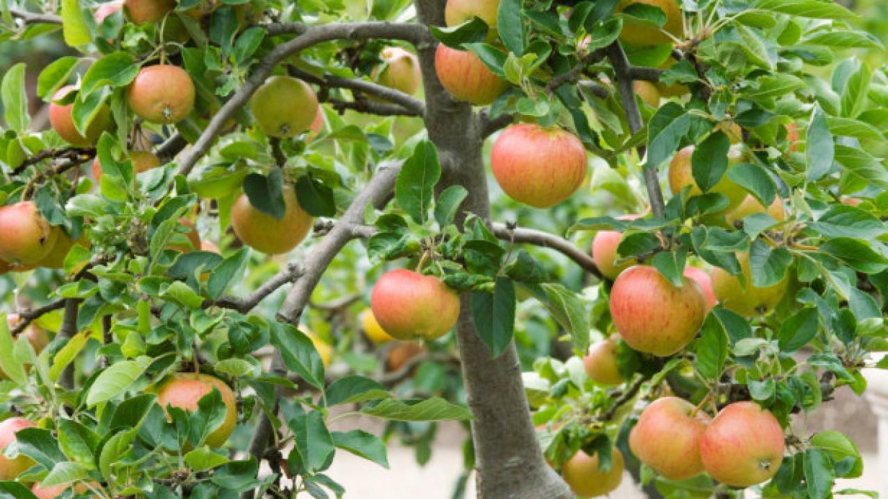 Fuji Apple Tree  Gurney's Seed & Nursery Co.