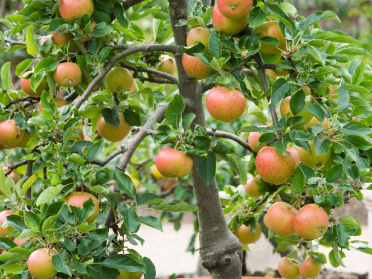 How Close Should Apple Trees Be Planted For Pollination - Apple Poster